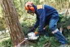 The Entrancetree-cutting-services-21.jpg; ?>